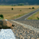 Illustration for article titled Turtle Roadkill Experiment Conclusively Proves That Humans are Assholes